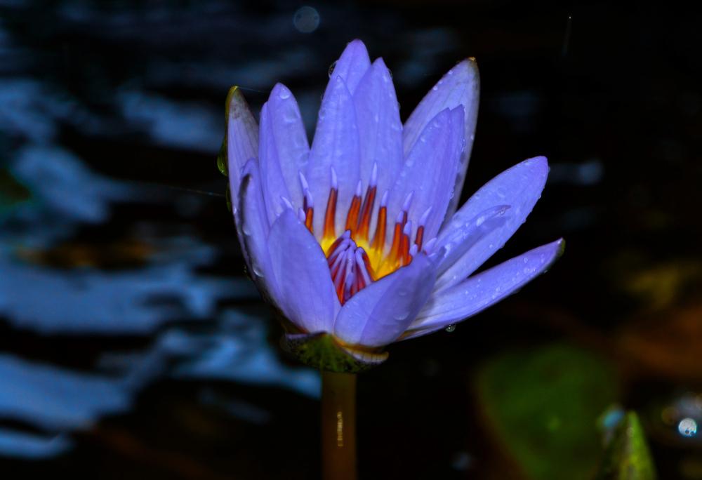 Photo of Tropical Day-Blooming Water Lily (Nymphaea 'Pennsylvania') uploaded by dawiz1753