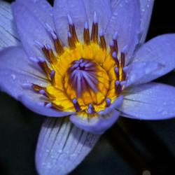 Location: Botanical Gardens of the State of Georgia...Athens, Ga
Date: 2017-08-07
Blue Water Lily 005