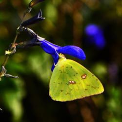 Location: Botanical Gardens of the State of Georgia...Athens, Ga
Date: 2017-08-08
Blue Salvia and Cloudless Sulphur Butterfly 005