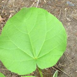 Location: central Illinois
Date: 2017-08-06
leaf of a small velvetleaf