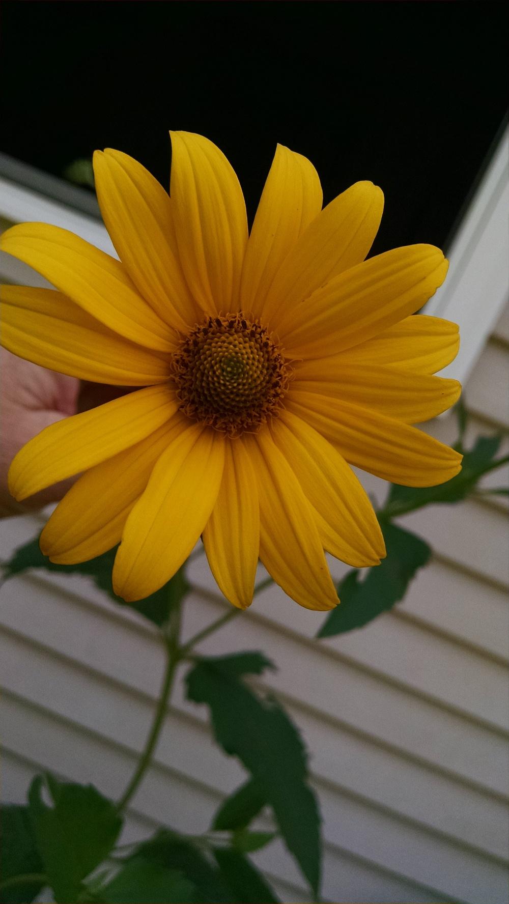 Photo of False Sunflower (Heliopsis helianthoides var. scabra Loraine Sunshine) uploaded by joannakat