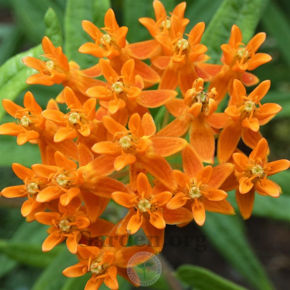 Photo of Butterfly Milkweed (Asclepias tuberosa) uploaded by Patty