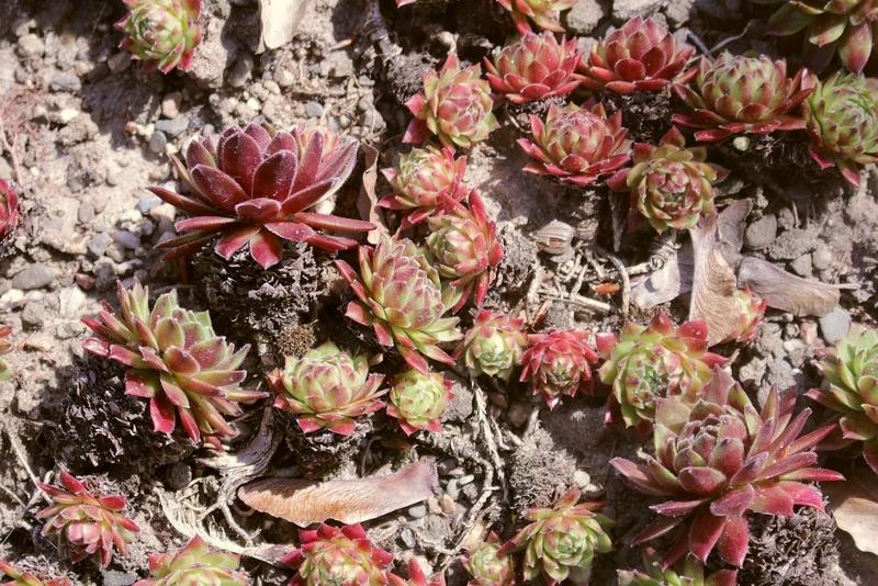 Photo of Hen and Chicks (Sempervivum 'Malby's Hybrid No. 2') uploaded by RuuddeBlock