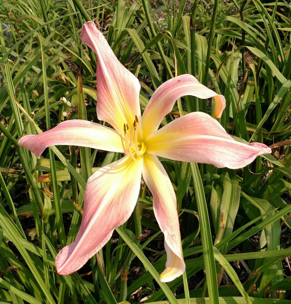 Photo of Daylily (Hemerocallis 'Webster's Pink Wonder') uploaded by Salowicious