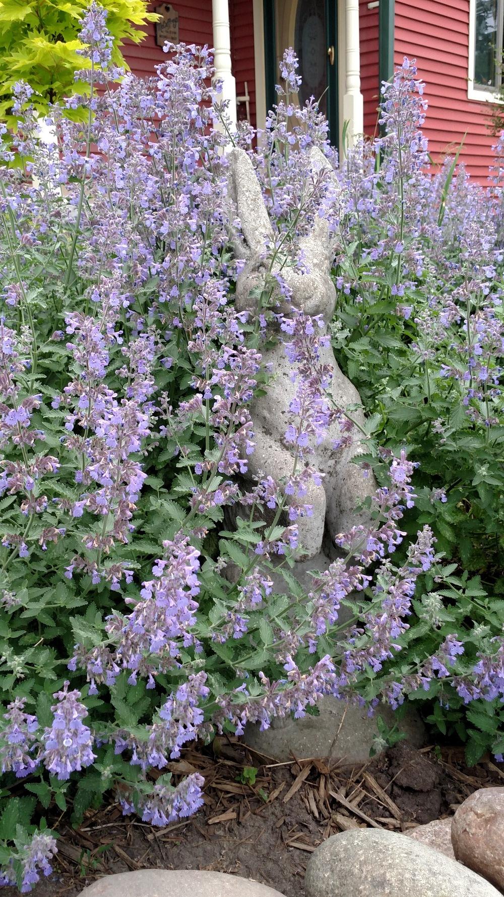 Photo of Catmint (Nepeta x faassenii 'Walker's Low') uploaded by Salowicious