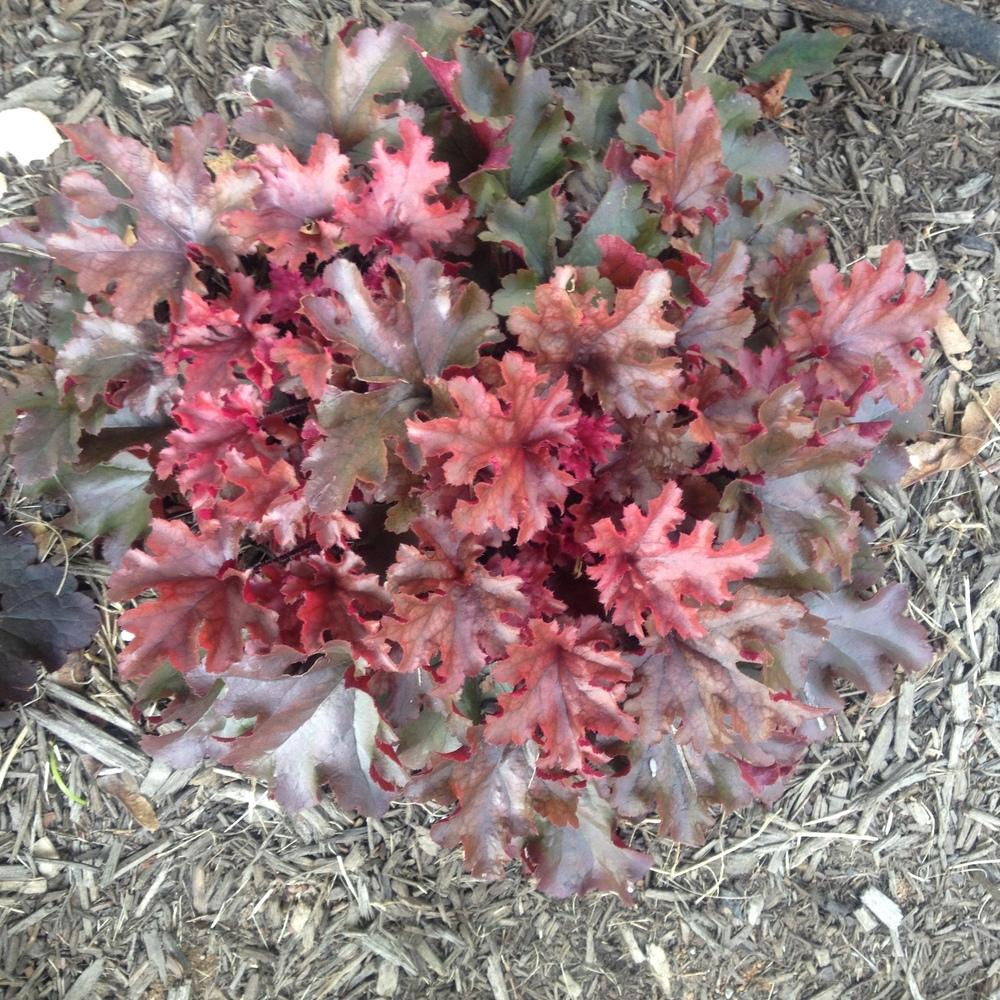 Photo of Coral Bells (Heuchera Dolce® Cinnamon Curls) uploaded by csandt
