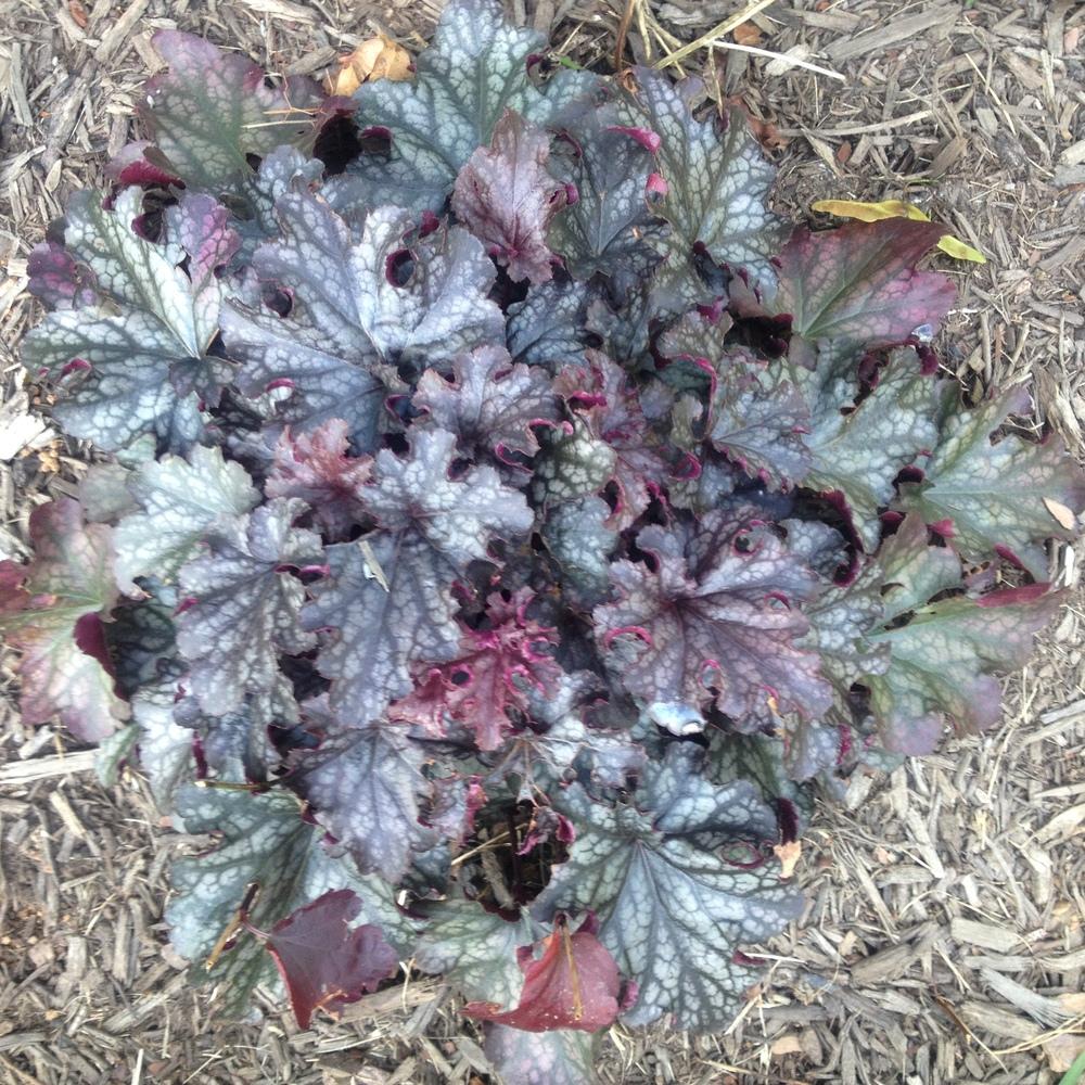 Photo of Coral Bells (Heuchera Dolce® Blackcurrant) uploaded by csandt
