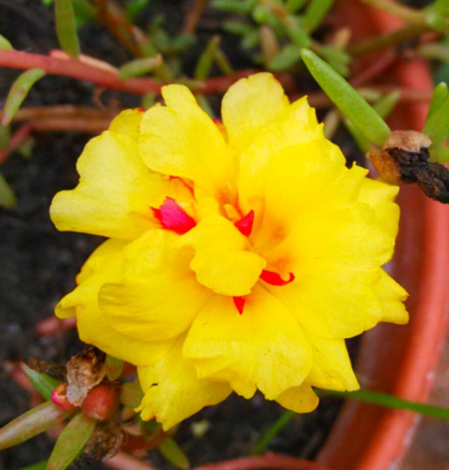 Photo of Moss Rose (Portulaca grandiflora) uploaded by pretty_paws_29