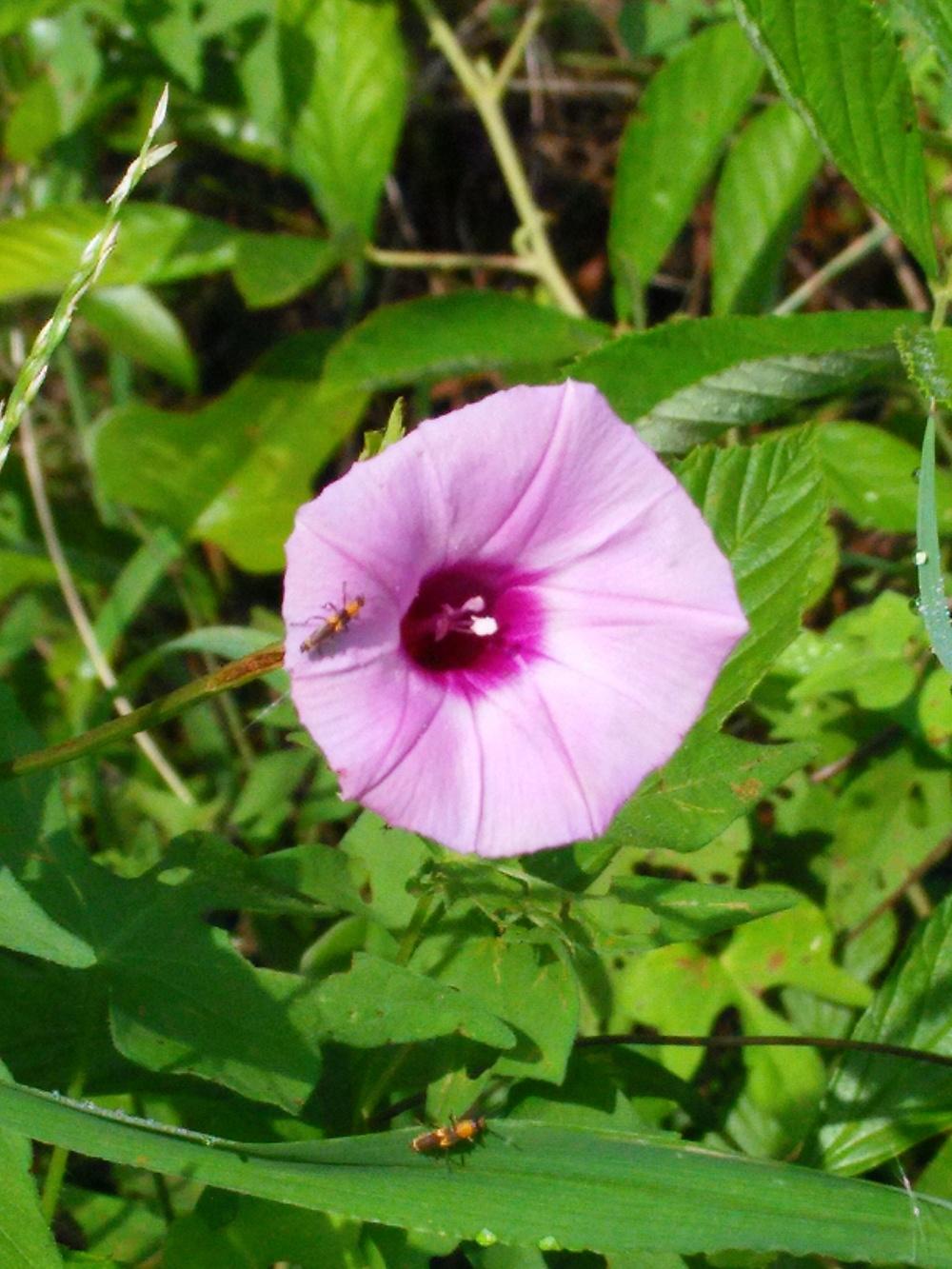 Photo of Morning Glory (Ipomoea cordatotriloba) uploaded by pretty_paws_29