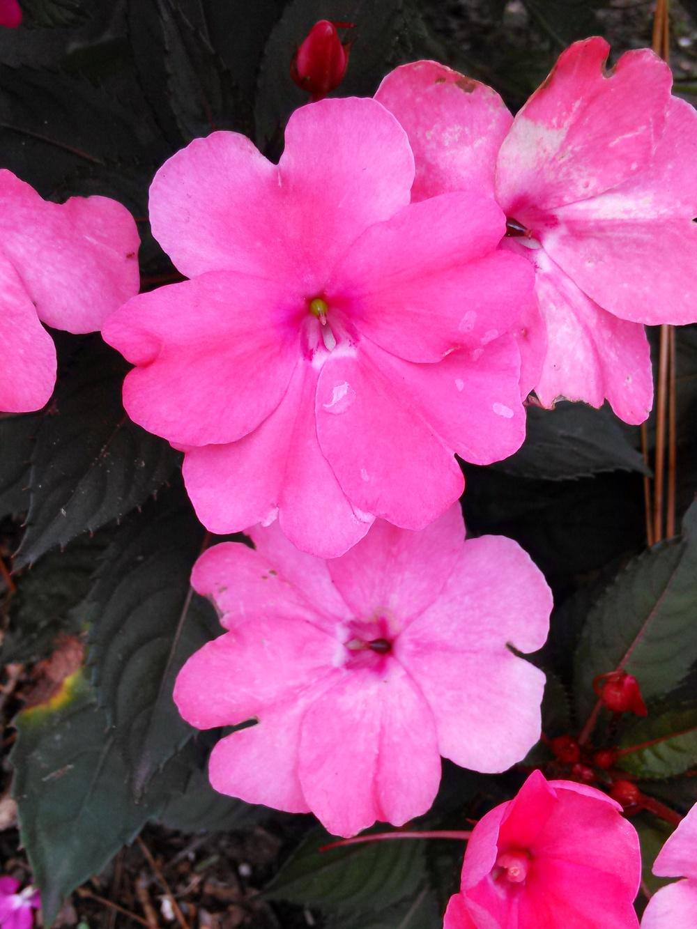 Photo of Impatiens 'Sunpatiens' uploaded by pretty_paws_29