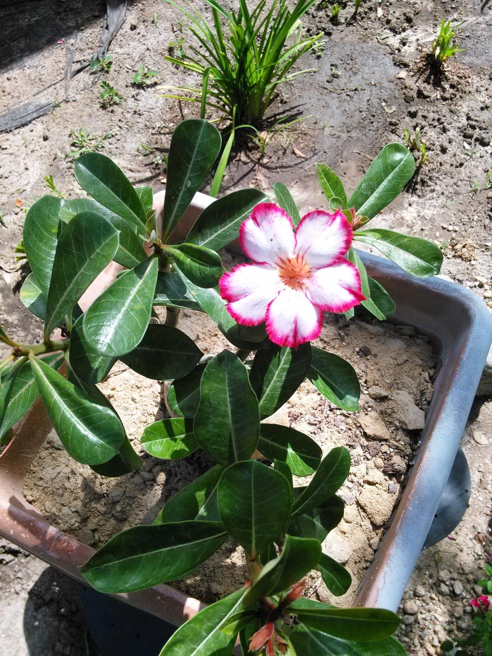 Photo of Desert Rose (Adenium obesum) uploaded by pretty_paws_29