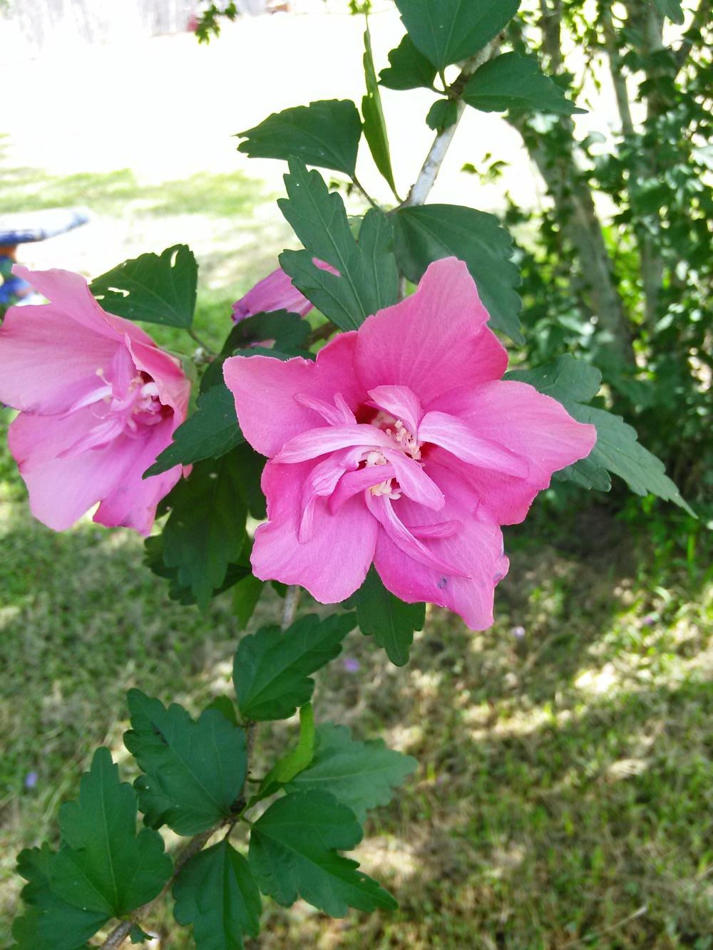 Photo of Roses of Sharon (Hibiscus syriacus) uploaded by pretty_paws_29
