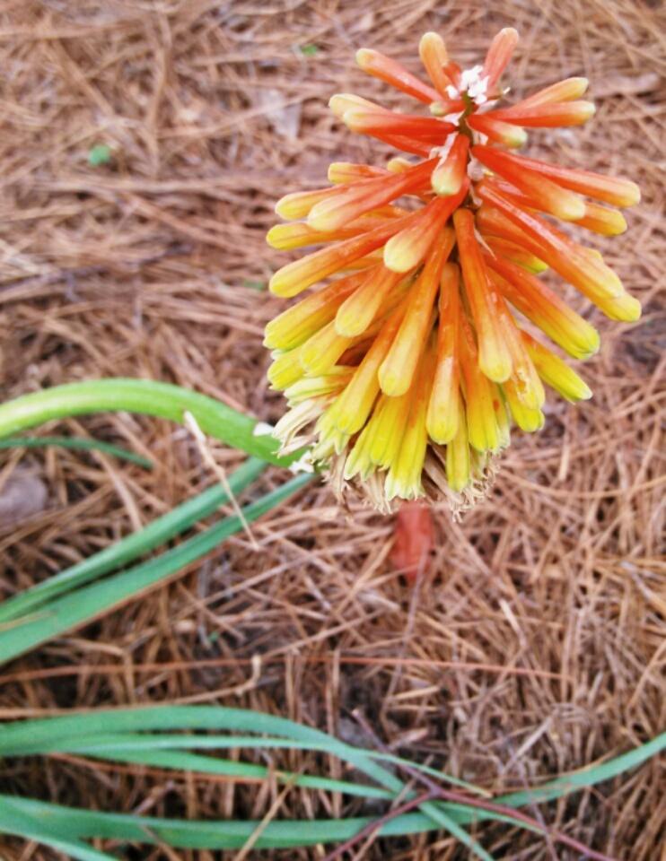 Photo of Torch Lilies (Kniphofia) uploaded by pretty_paws_29