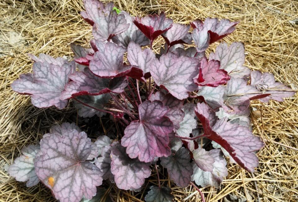 Photo of Coral Bells (Heuchera 'Plum Pudding') uploaded by pretty_paws_29