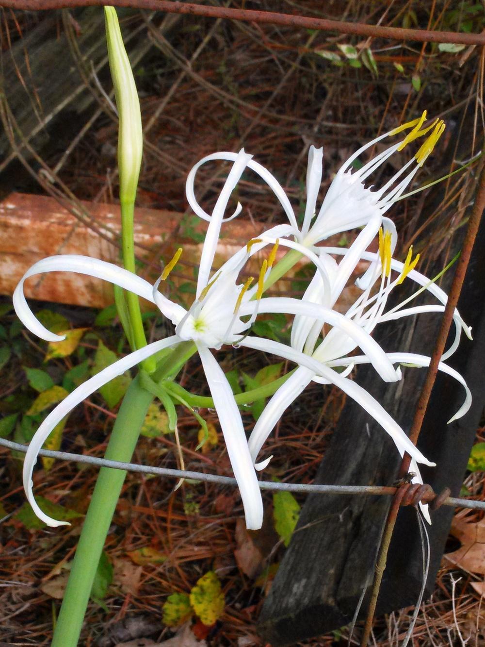 Photo of Spider Lilies (Hymenocallis) uploaded by pretty_paws_29