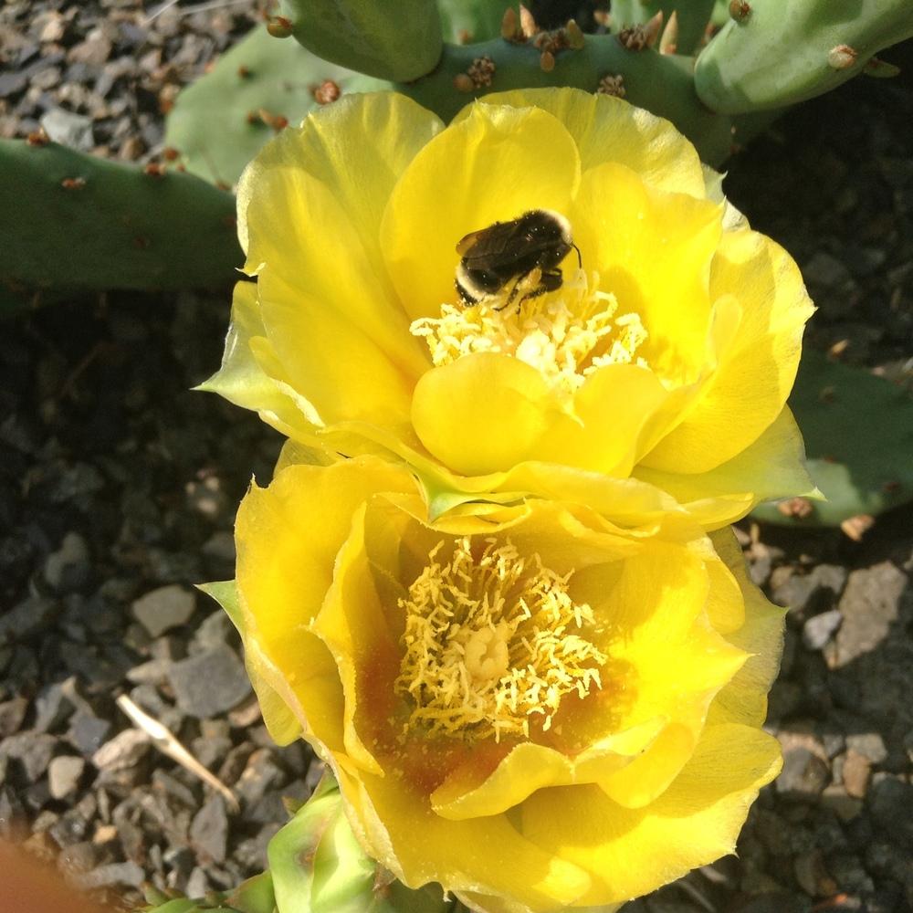 Photo of Eastern Prickly Pear (Opuntia humifusa) uploaded by tcstoehr