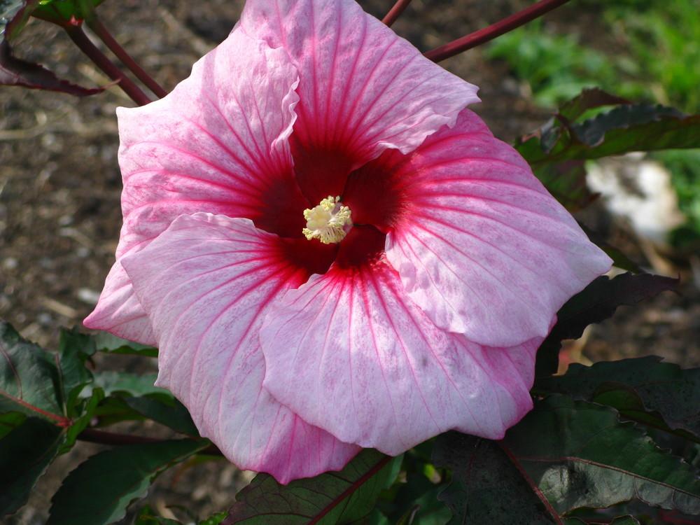 Photo of Hybrid Hardy Hibiscus (Hibiscus Summerific™ Summer Storm) uploaded by Ina