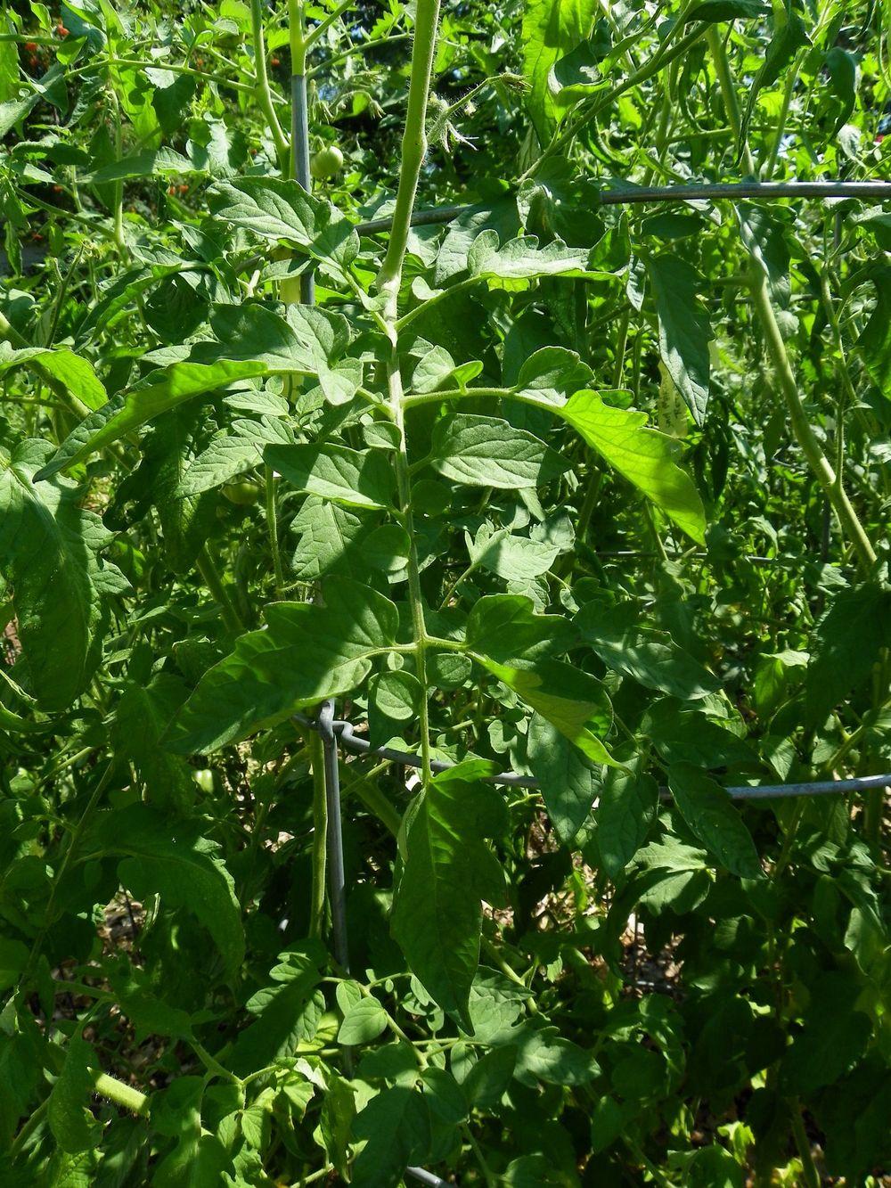 Photo of Tomato (Solanum lycopersicum 'Azoychka') uploaded by Newyorkrita