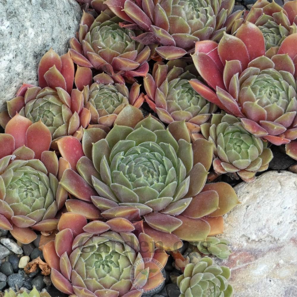 Photo of Hen and Chicks (Sempervivum 'Pacific Mauve') uploaded by Patty