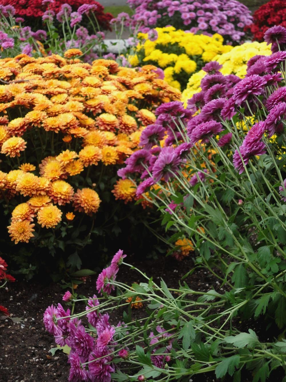 Photo of Chrysanthemum uploaded by Prosedda