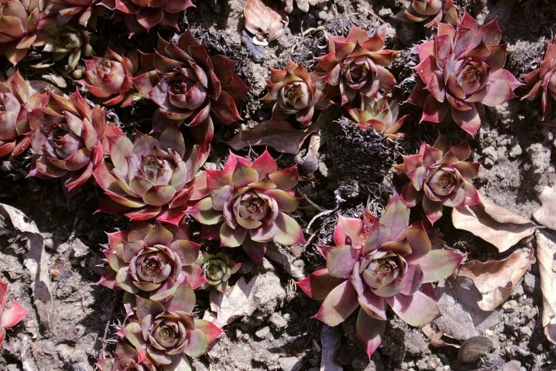 Photo of Hen and Chicks (Sempervivum 'Lady Kelly') uploaded by RuuddeBlock