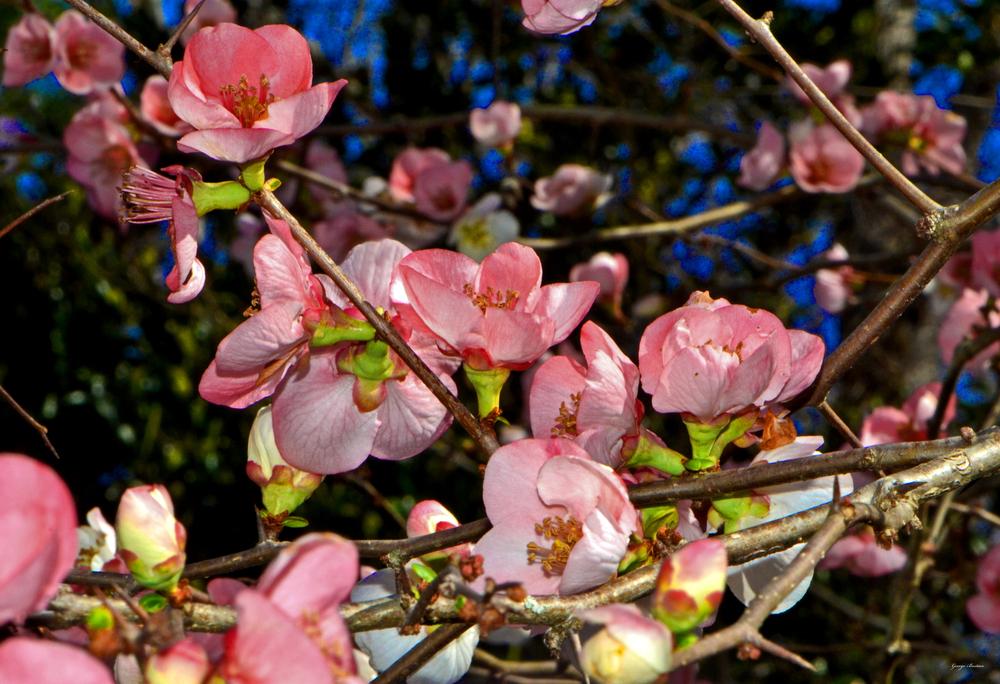 Photo of Flowering Quince (Chaenomeles speciosa 'Toyo-Nishiki') uploaded by dawiz1753