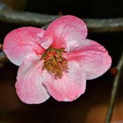 Location: Botanical Gardens of the State of Georgia...Athens, Ga
Date: 2017-02-21
Blossoming Quince 004