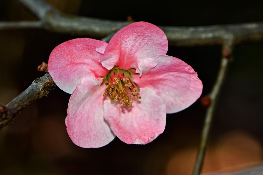 Photo of Flowering Quince (Chaenomeles speciosa 'Toyo-Nishiki') uploaded by dawiz1753
