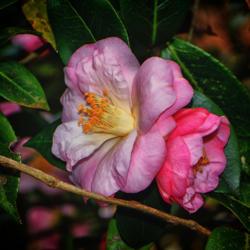 Location: Botanical Gardens of the State of Georgia...Athens, Ga
Date: 2017-02-07
Camellia Japonica - Winter Rose 001