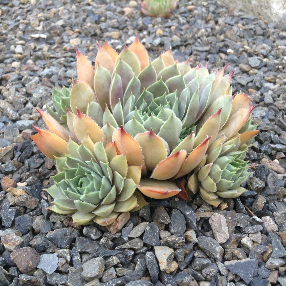 Photo of Hen and Chicks (Sempervivum 'Serapis') uploaded by tcstoehr