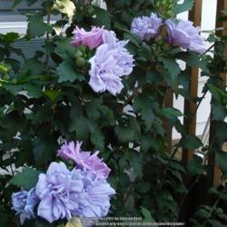 Location: My Caffeinated Garden, Grapevine, TX
Date: 2017
Beautiful color changing Arden's  pink, lavender, and blue!