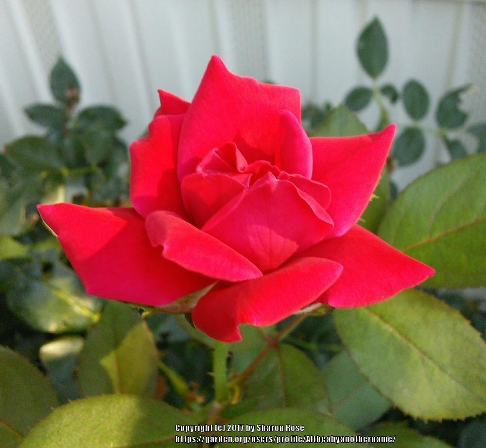 Photo of Rose (Rosa 'Double Knock Out') uploaded by Altheabyanothername