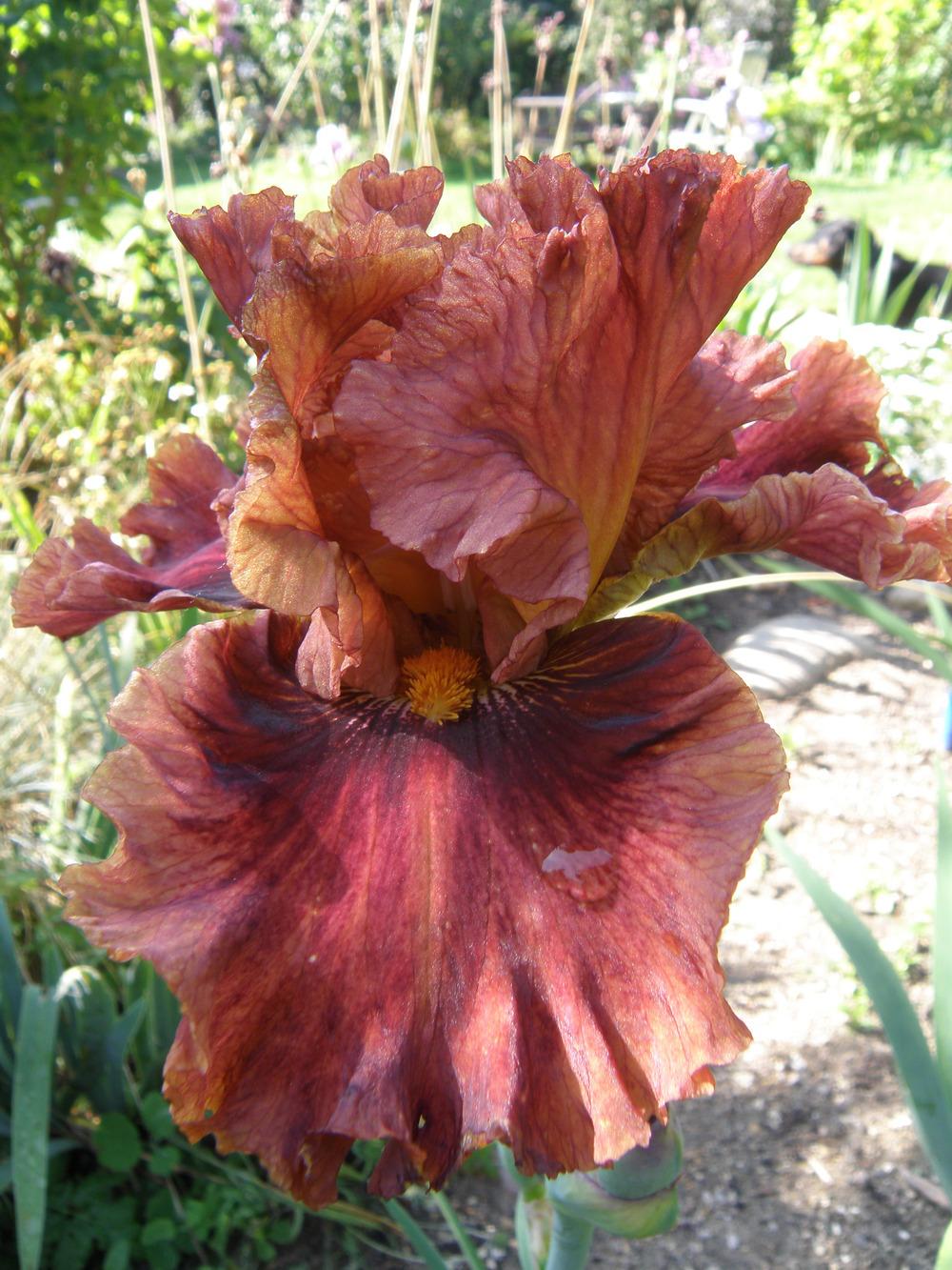 Photo of Tall Bearded Iris (Iris 'Chestnuts Roasting') uploaded by IrisLilli