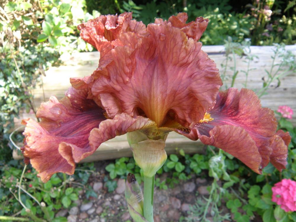 Photo of Tall Bearded Iris (Iris 'Chestnuts Roasting') uploaded by IrisLilli