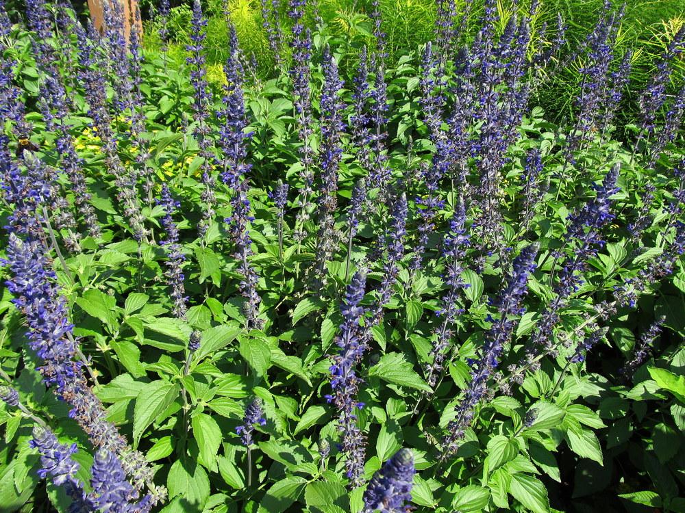 Photo of Sage (Salvia Mystic Spires) uploaded by jmorth