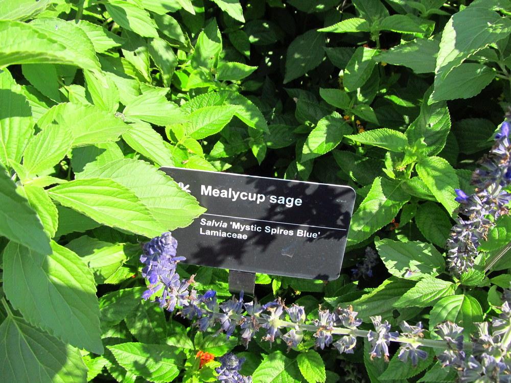 Photo of Sage (Salvia Mystic Spires) uploaded by jmorth