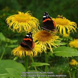 Location: Bide A Wee Cottage garden, Northumberland UK
Date: 2017-08-09
A fabulous butterfly and bee plant!