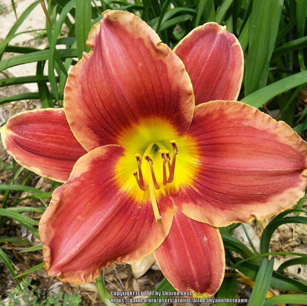 Photo of Daylily (Hemerocallis 'Roses in Snow') uploaded by Altheabyanothername