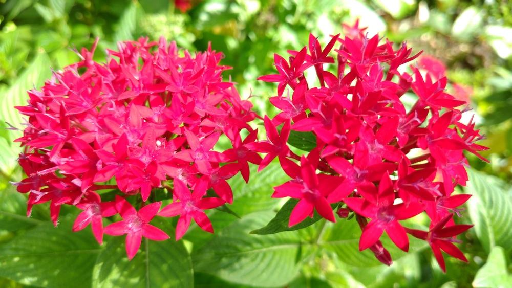 Photo of Star Flower (Pentas lanceolata) uploaded by DogsNDaylilies