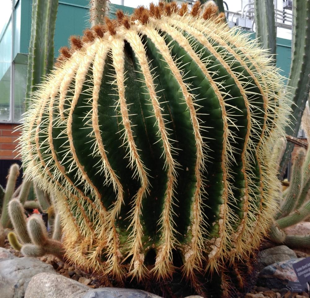 Photo of Golden Barrel Cactus (Kroenleinia grusonii) uploaded by DogsNDaylilies