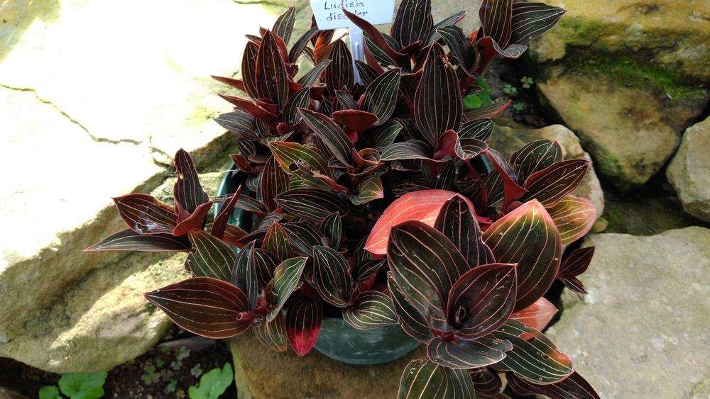 Photo of Jewel Orchid (Ludisia discolor) uploaded by DogsNDaylilies