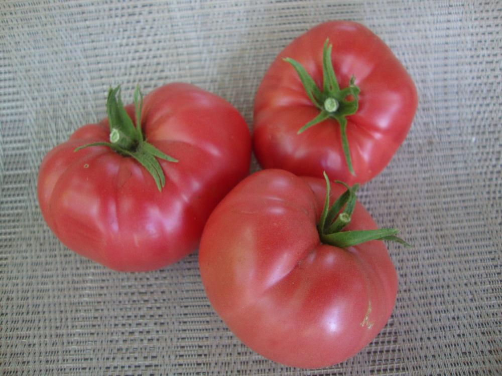 Photo of Tomato (Solanum lycopersicum 'Mortgage Lifter') uploaded by Paul2032