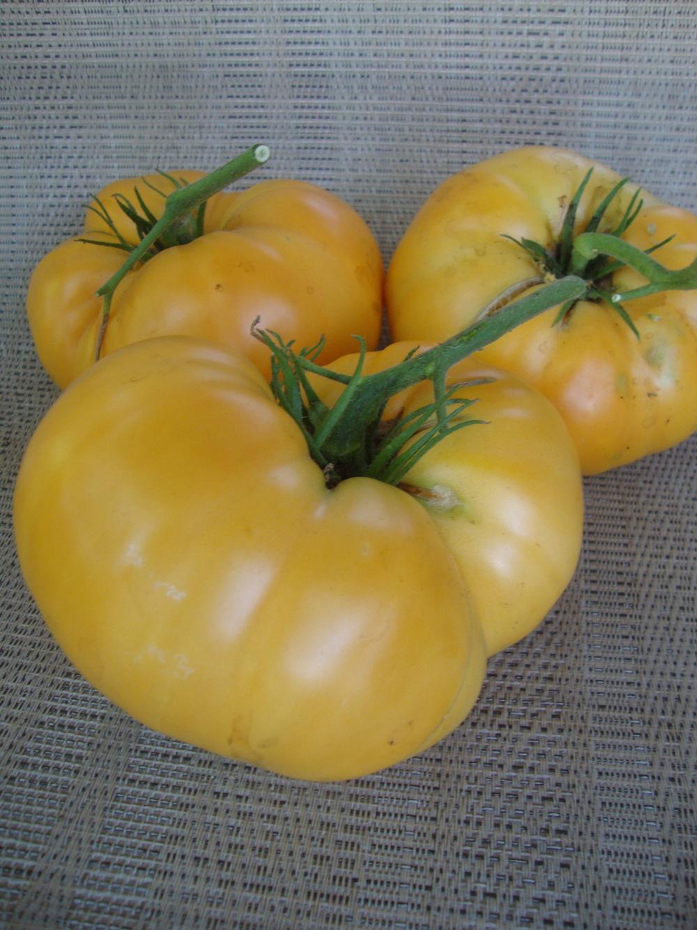 Photo of Tomato (Solanum lycopersicum 'Amana Orange') uploaded by Paul2032