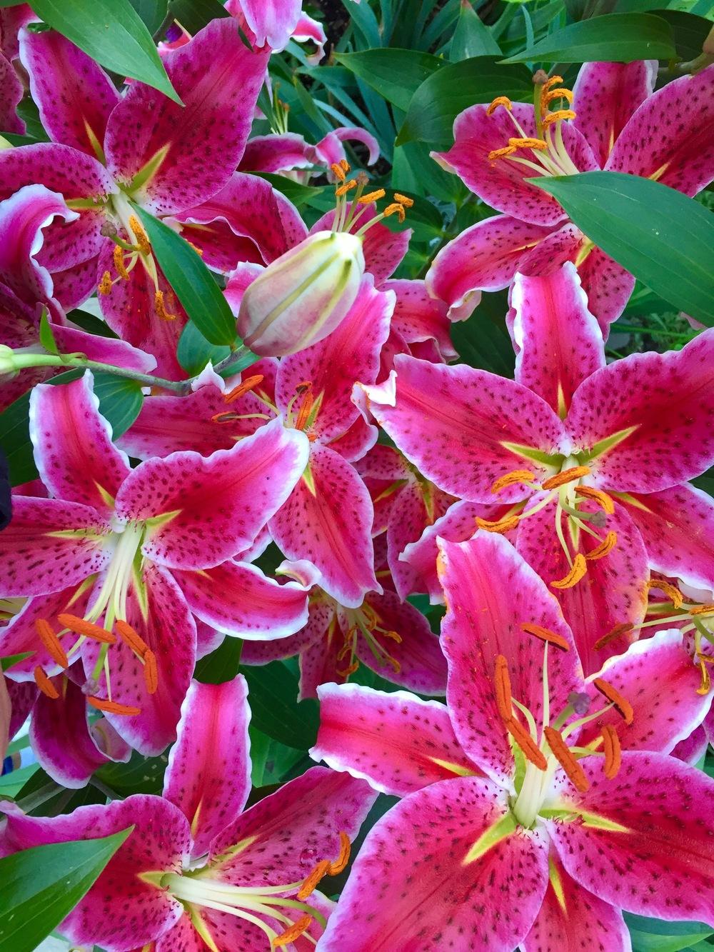 Photo of Lilies (Lilium) uploaded by PoppyLady420