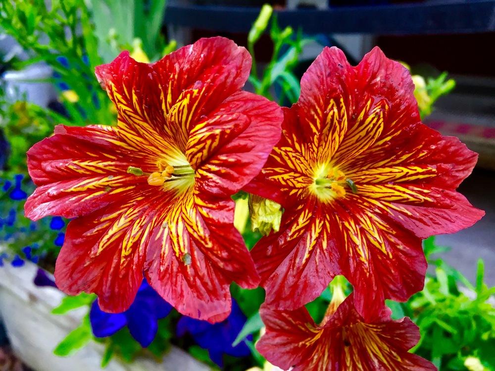 Photo of Painted Tongue (Salpiglossis sinuata) uploaded by PoppyLady420