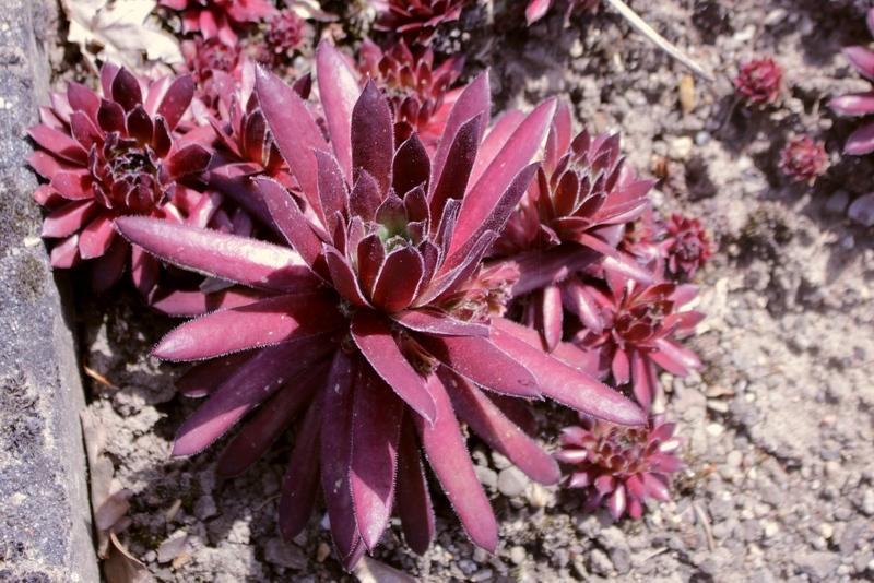 Photo of Hen and Chicks (Sempervivum 'Dame Arsac') uploaded by RuuddeBlock