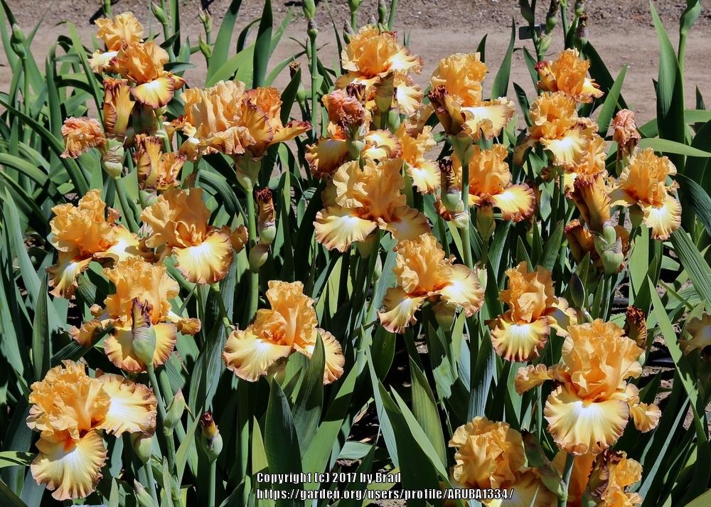Photo of Tall Bearded Iris (Iris 'Oil Painting') uploaded by ARUBA1334