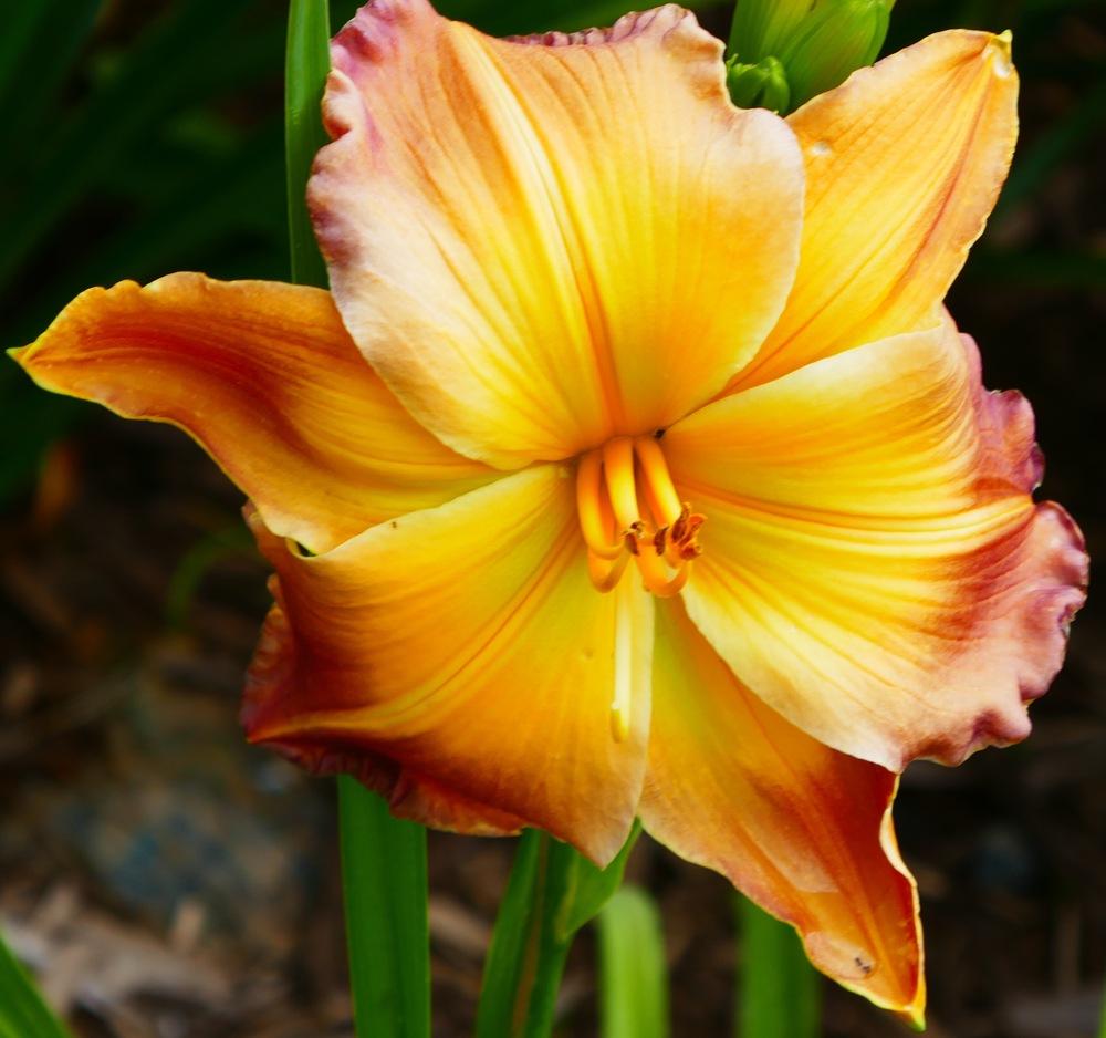 Photo of Daylily (Hemerocallis 'Substantial Evidence') uploaded by Charlemagne