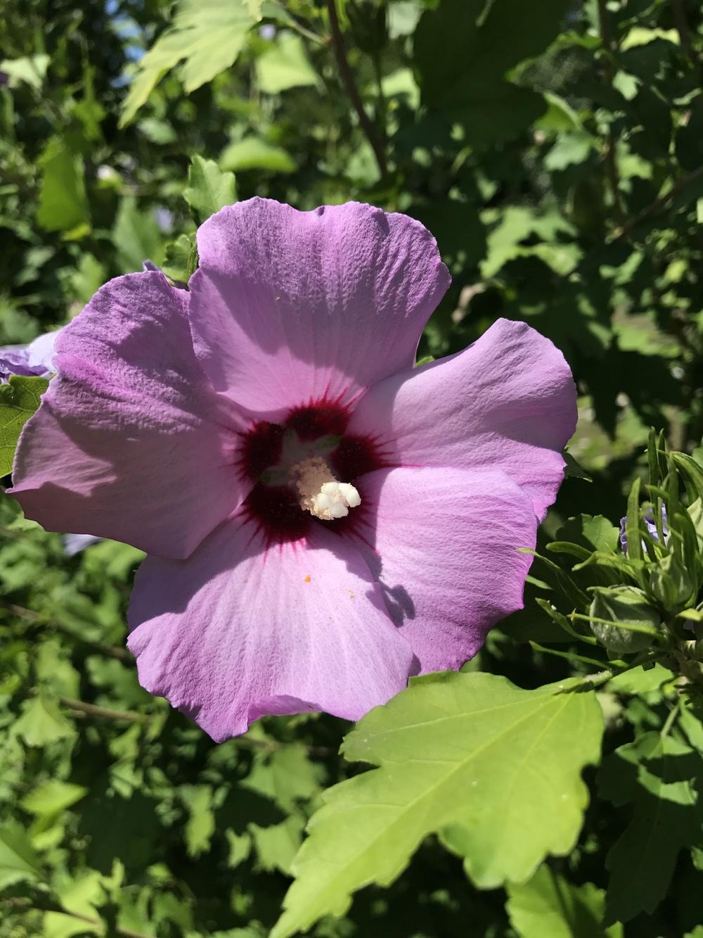 Photo of Rose Of Sharon (Hibiscus syriacus 'Minerva') uploaded by KSKimbrell26