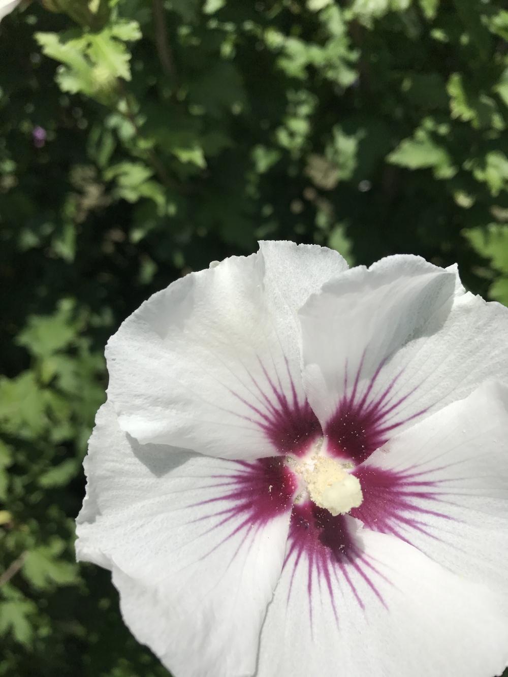 Photo of Roses of Sharon (Hibiscus syriacus) uploaded by KSKimbrell26